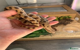 Snake reptiles for sale: Male Western Hog Nose -Stunning markings - Image 4