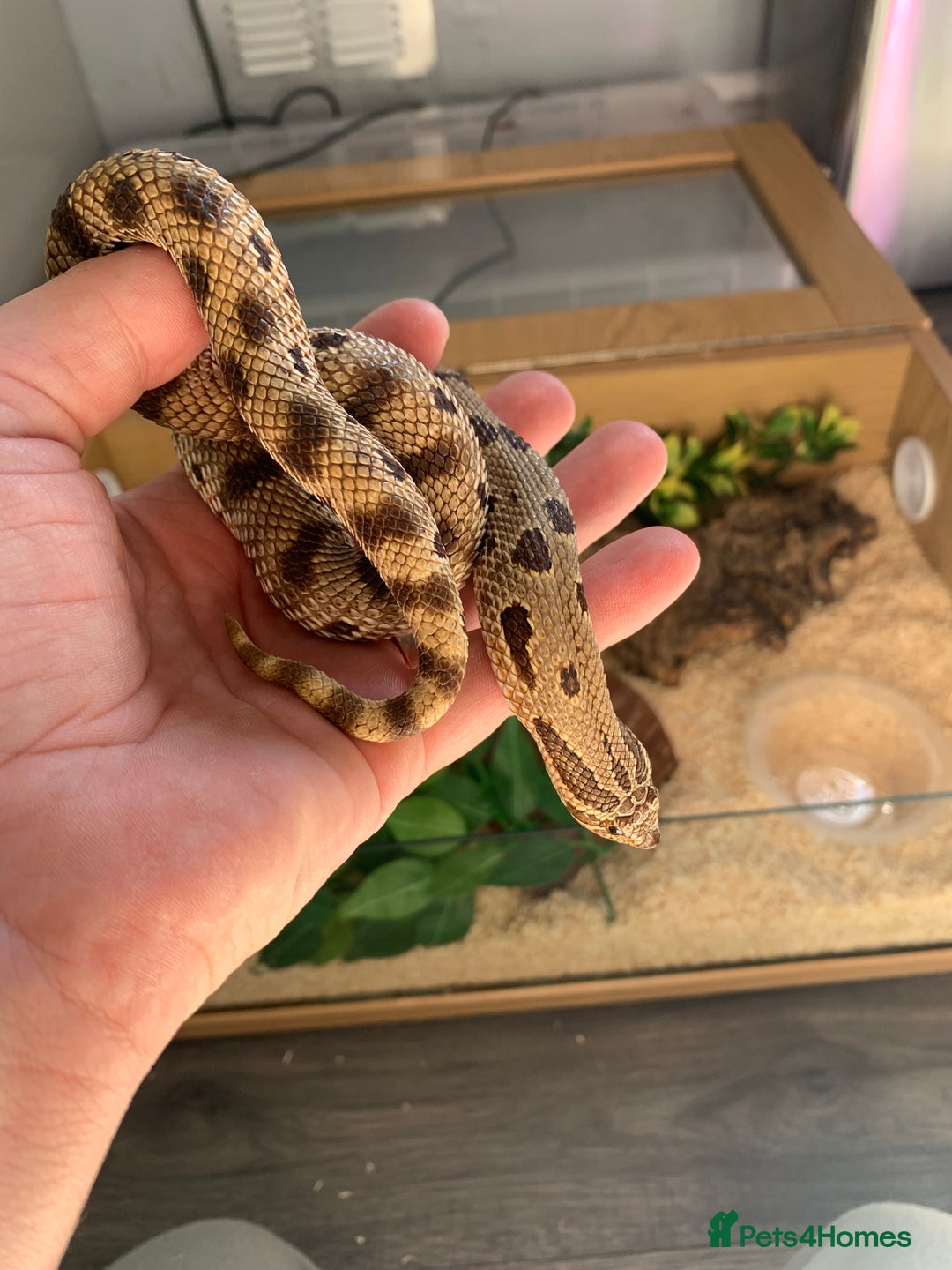Snake reptiles for sale: Male Western Hog Nose -Stunning markings - Image 4