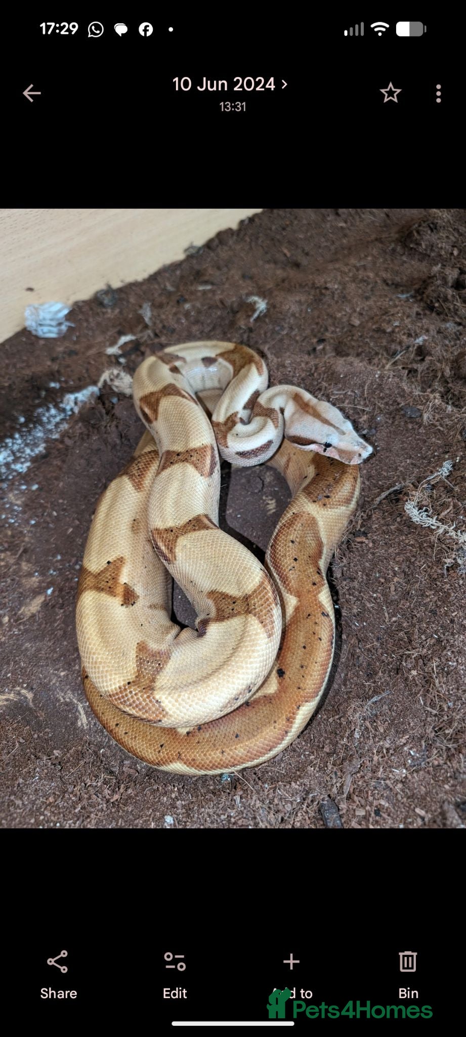 Boa Snake reptiles Hypomelanistic Boa constrictor  - Advert 1