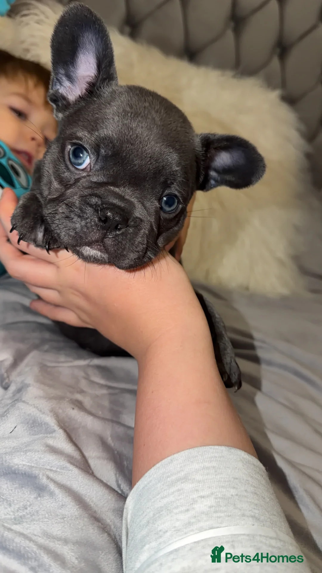 French Bulldog dogs for sale: Gorgeous Lilac, Pink Isabella, & Blue Frenchies - Advert 25