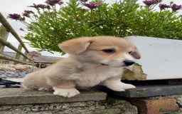 Welsh Corgi Pembroke dogs for sale: Stunning KC Registered Corgis - Image 18