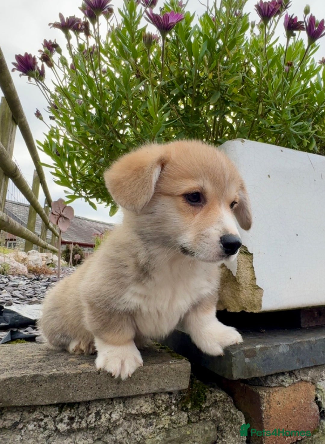 Welsh Corgi Pembroke dogs for sale: Stunning KC Registered Corgis - Image 18
