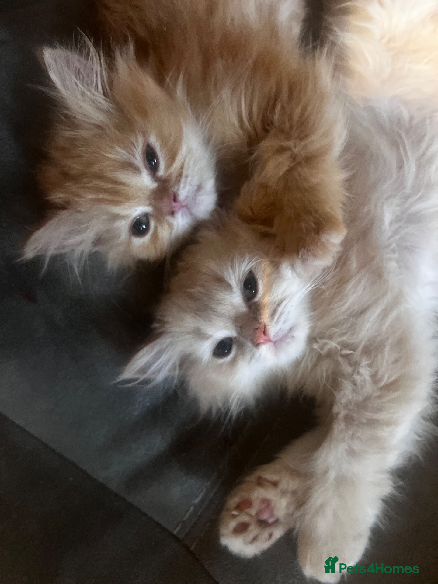 Persian cats 🌸ONLY 2 PERSIANS LEFT 🌸 - Advert 1