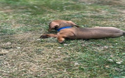 Dachshund dogs for sale: LAST Red Dapple Miniature Dachshund - Image 12