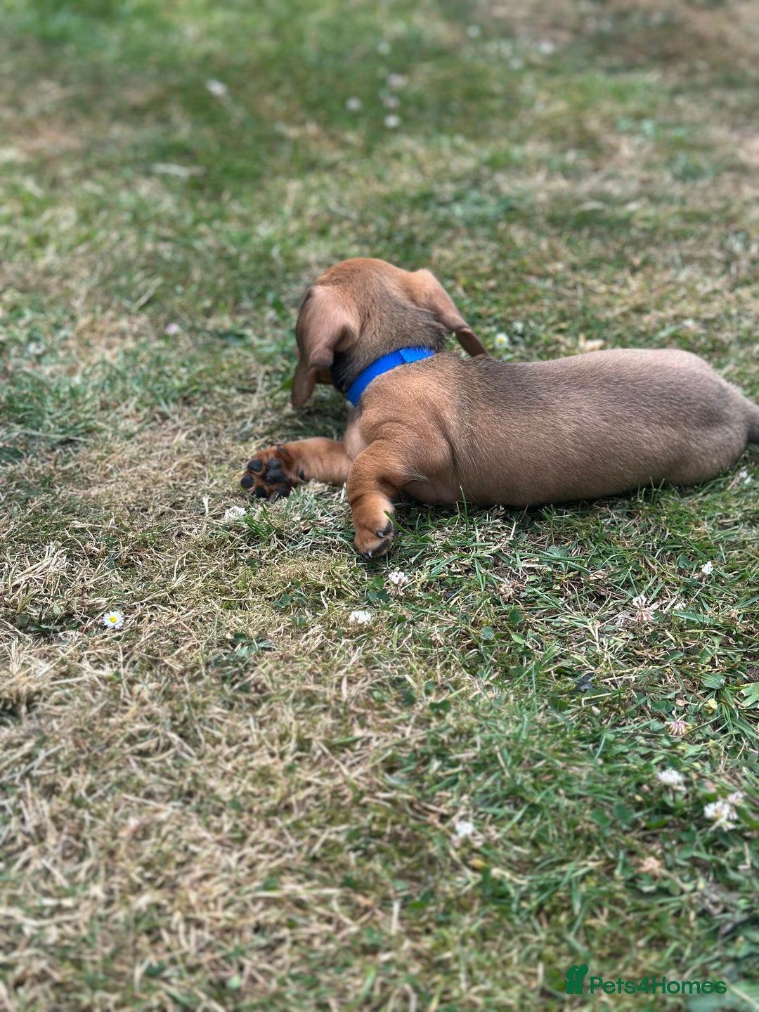 Dachshund dogs for sale: LAST Red Dapple Miniature Dachshund - Image 12