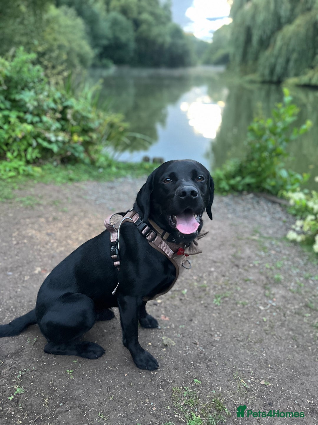 Labrador Retriever dogs for stud: Gentle Police-Trained Labrador Stud - Advert 15