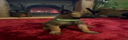 Belgian Shepherd Dog dogs for sale: Belgian shepherd puppies  in Norwich - Advert 8