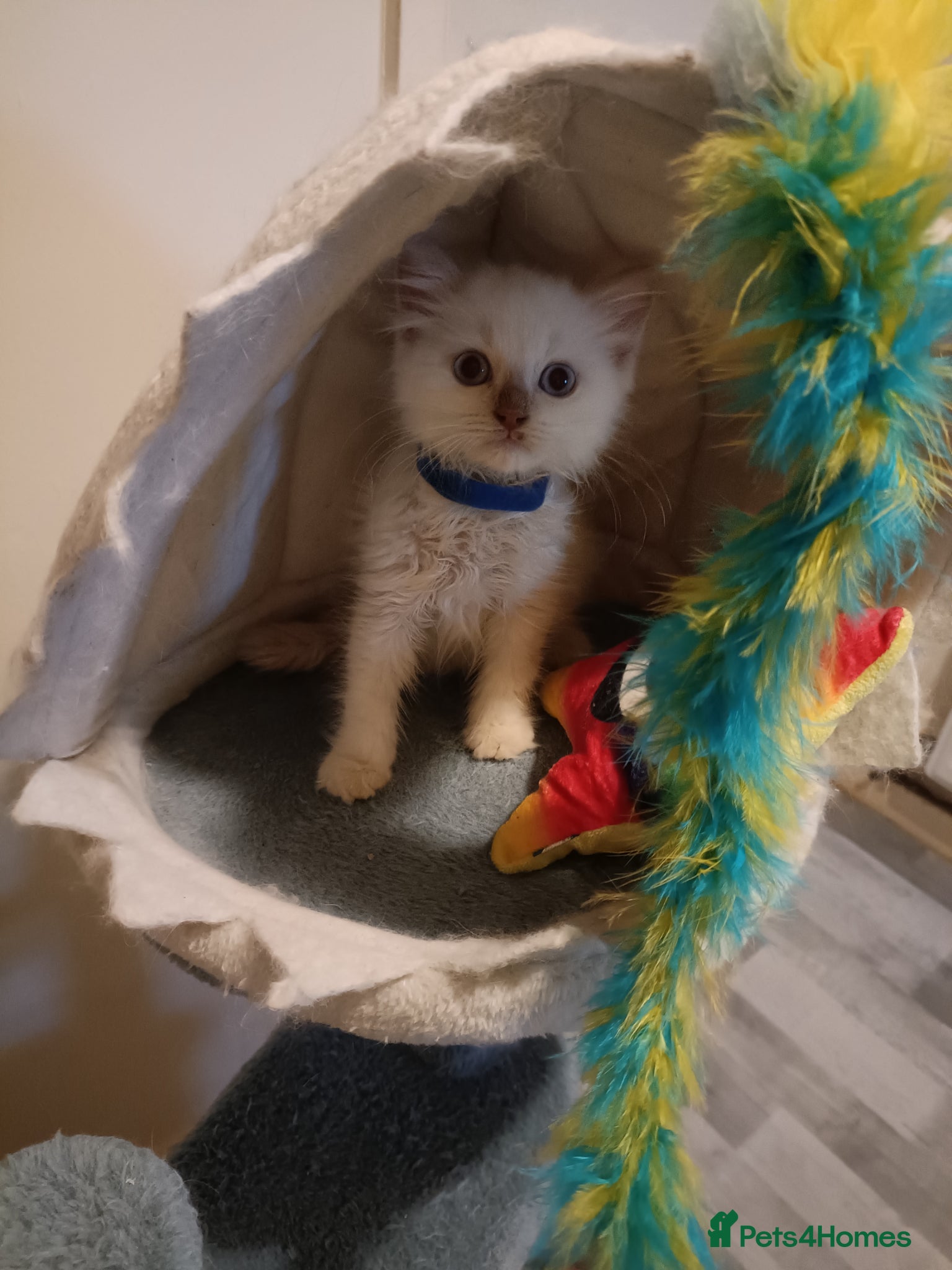 Ragdoll cats Rare active fawn point boy - Advert 2