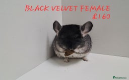 Chinchilla rodents for sale: STUNNING BABIES CHINCHILLA MIX COLOURS AND GENDER  - Image 8