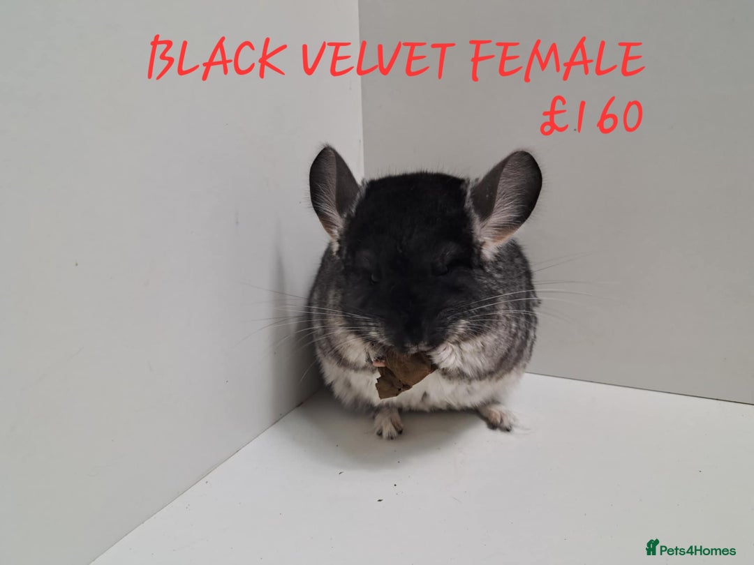Chinchilla rodents for sale: STUNNING BABIES CHINCHILLA MIX COLOURS AND GENDER  - Image 8