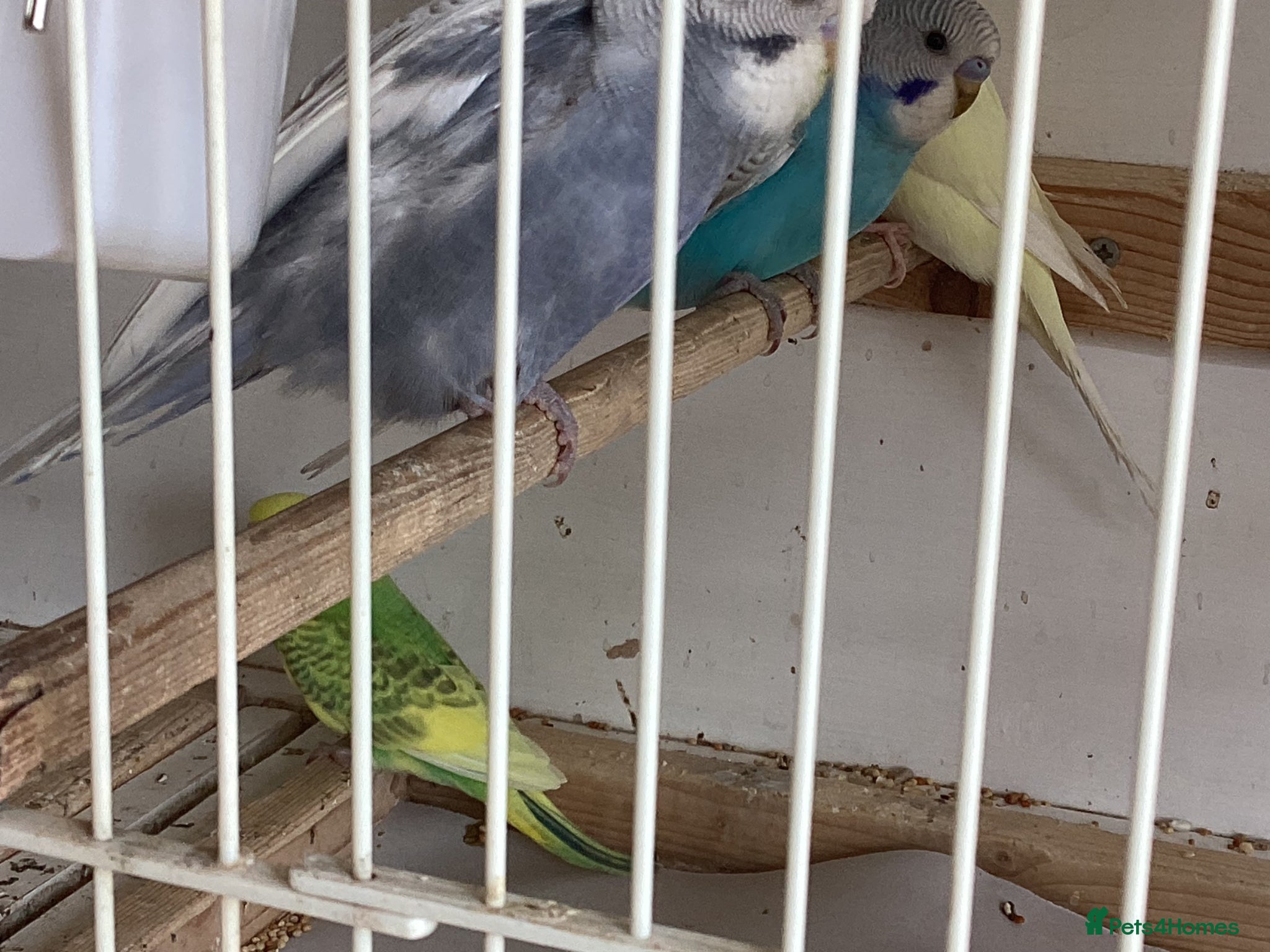Budgerigars birds New baby budgies ready now - Advert 2