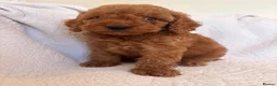 Cockapoo dogs for sale: LICENSED BREEDER QUALITY COCKAPOO PUPPIES  - Advert 18
