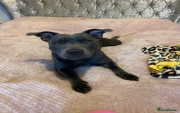 Staffordshire Bull Terrier dogs for sale: 5 Staffordshire bull terrier puppies  - Image 6