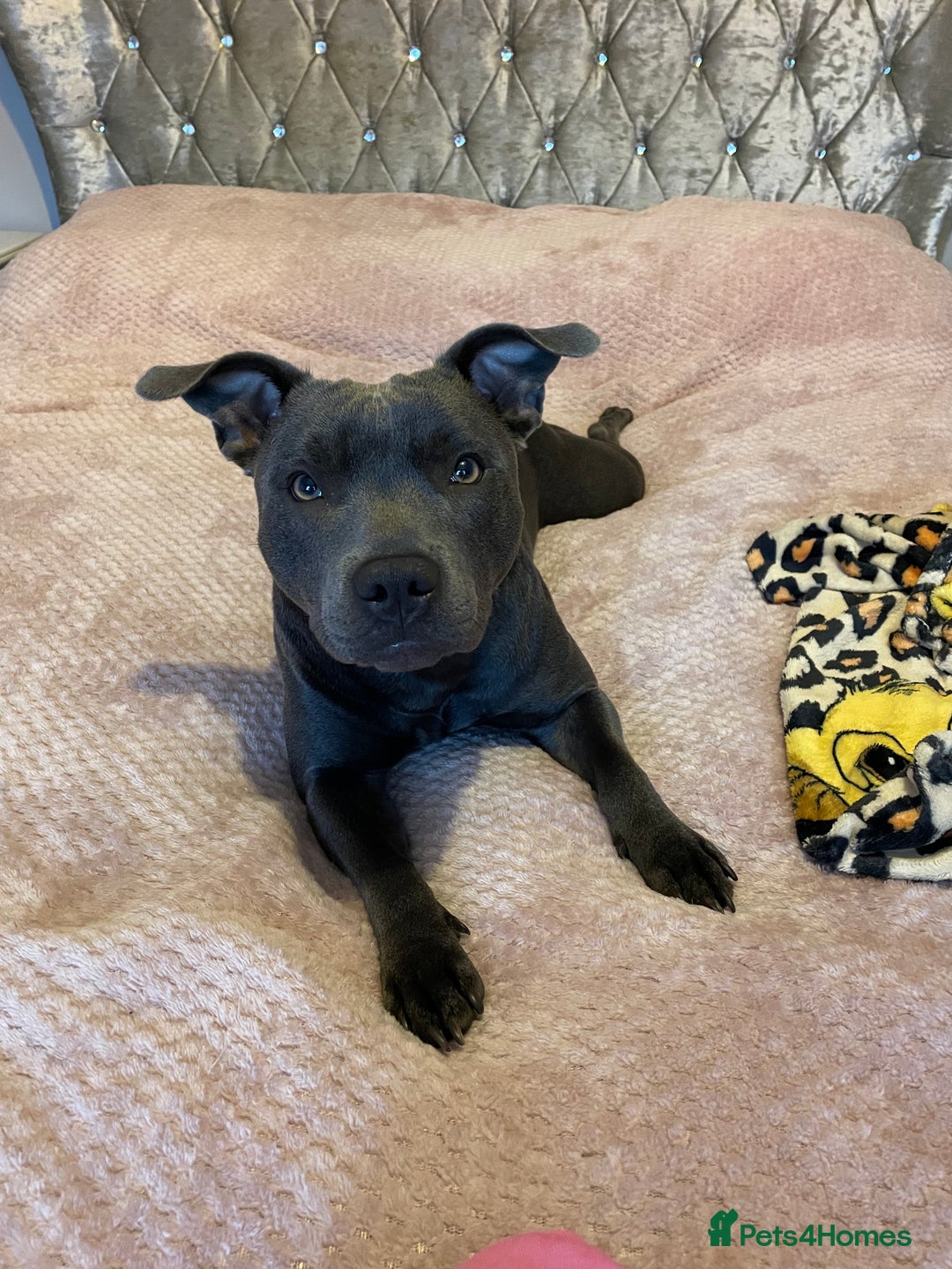 Staffordshire Bull Terrier dogs for sale: 5 Staffordshire bull terrier puppies  - Image 6