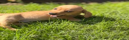 Miniature Dachshund dogs for sale: READY TO LEAVE🏆💙💖 KC REG 5 STAR BREEDER💙💖🏆 - Advert 9