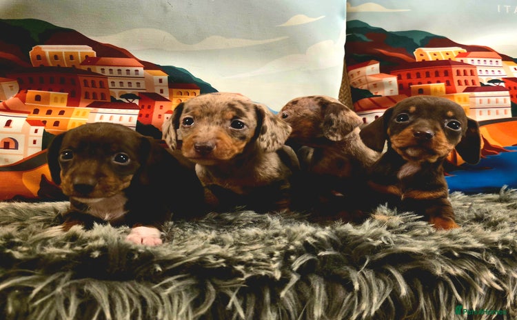 Miniature Dachshund dogs Quality miniature daschund  - Advert 2