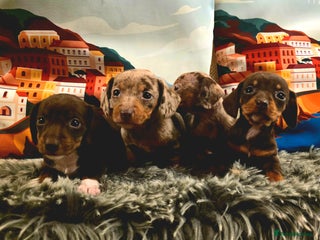 Miniature Dachshund dogs Quality miniature daschund - Advert 2