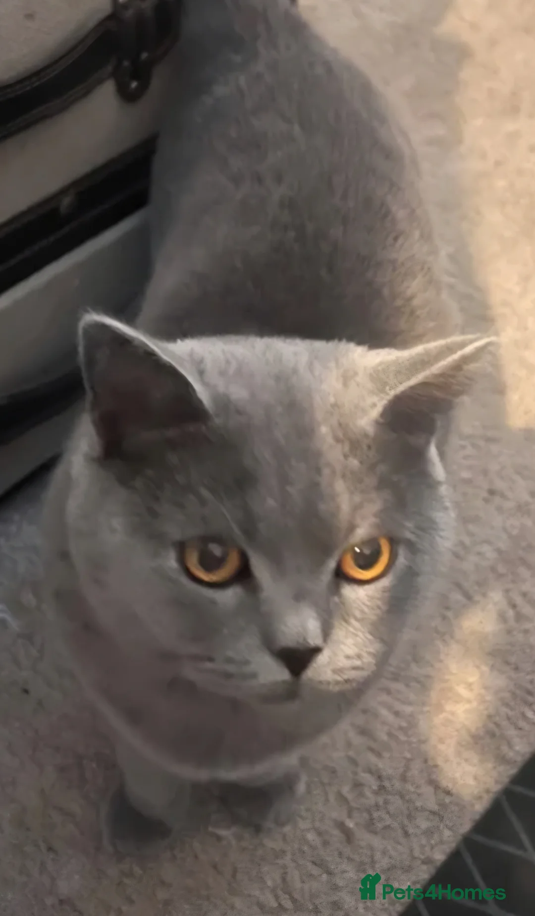 British Shorthair cats for sale: Beautiful British Shorthair - Advert 2