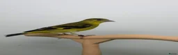 Canaries birds for sale: Canary  - Advert 3