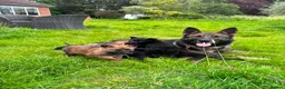 German Shepherd dogs for sale: German shepherd  - Advert 4