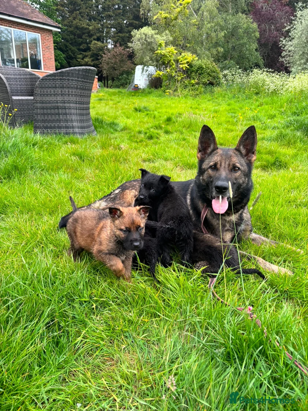 German Shepherd dogs for sale: German shepherd  - Advert 4