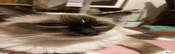 Ragdoll cats for sale: GCCF. Perfect Ragdolls ready to go. - Advert 19