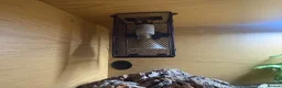 Skink reptiles for sale: Northern Blue Tongue Skink 6 Months Old Male in Wallsend - Advert 11