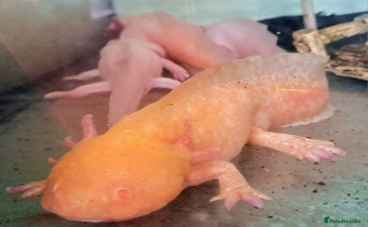 Axolotl reptiles - Advert 1