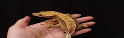 Gecko reptiles for sale: Adult crested geckos for rehoming  - Advert 7