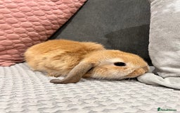 Mini Lop rabbits for sale: Beautiful mini lop rabbits for sale - Image 11