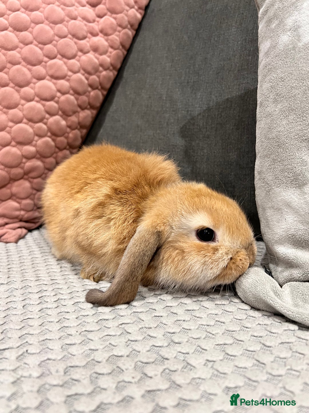 Mini Lop rabbits for sale: Beautiful mini lop rabbits for sale - Image 11