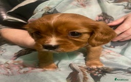 Cavalier King Charles Spaniel dogs for sale: Cavalier King Charles Spaniel Puppies - Advert 3