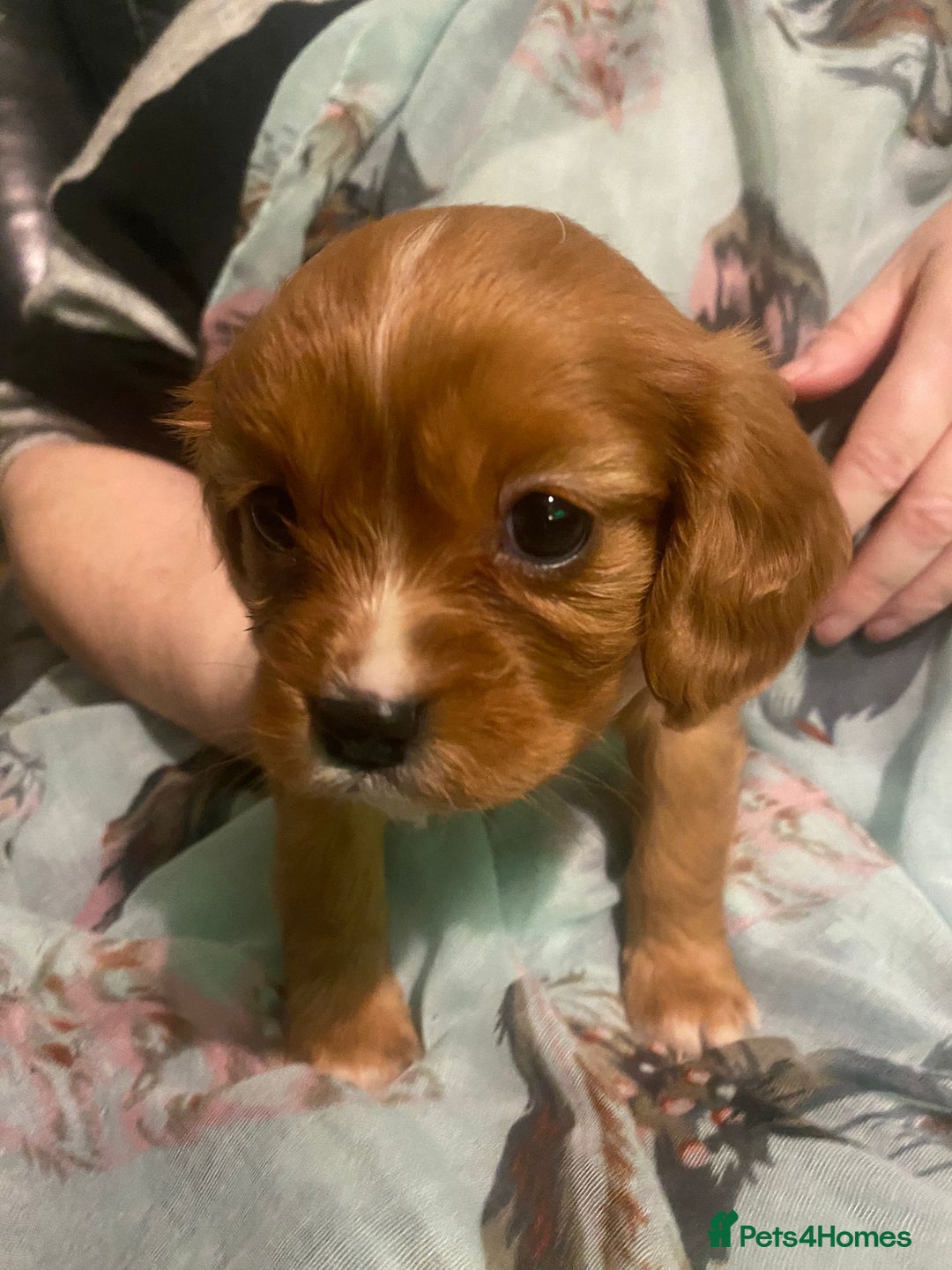 Cavalier King Charles Spaniel dogs for sale: Cavalier King Charles Spaniel Puppies - Advert 3