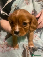 Cavalier King Charles Spaniel dogs Cavalier King Charles Spaniel Puppies - Advert 3