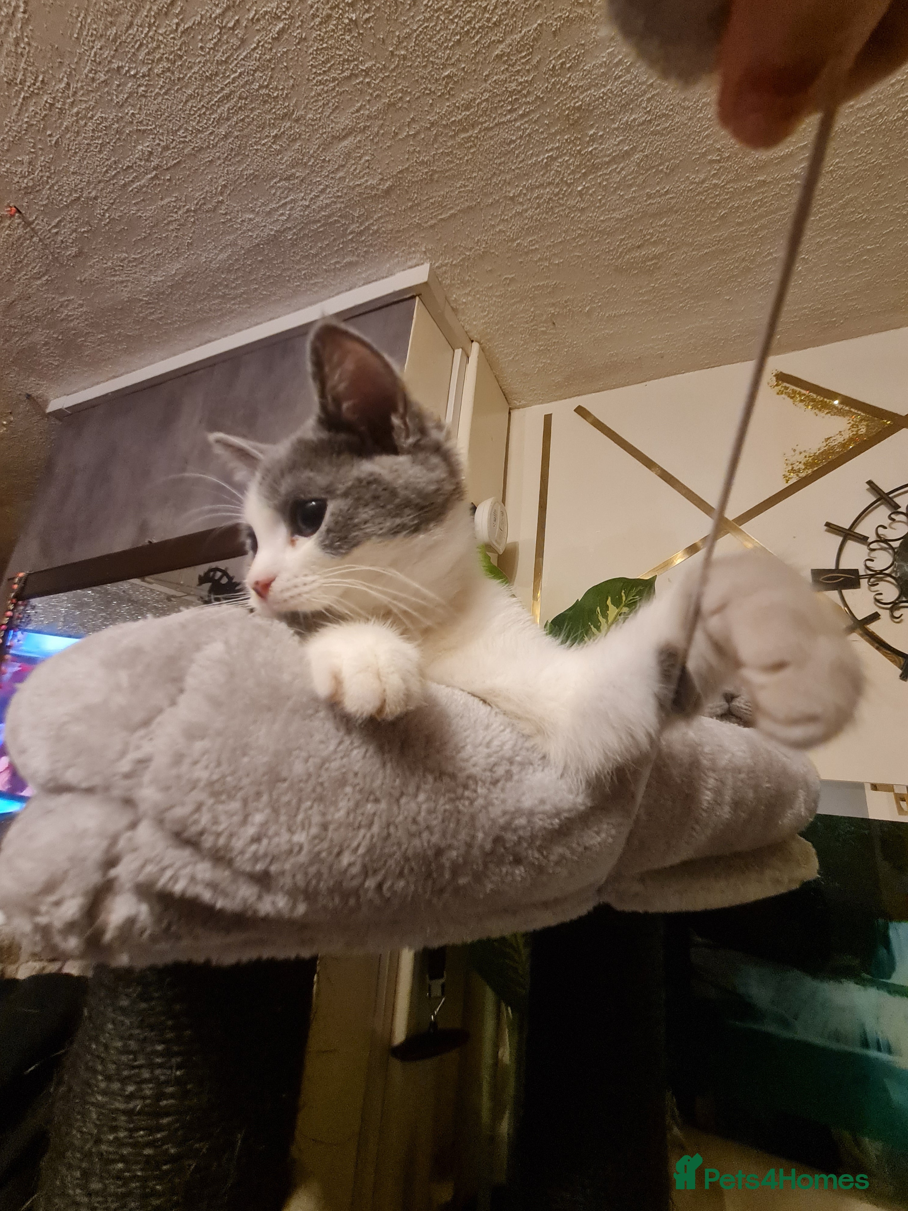 Mixed Breed cats Stunning  kittens looking  4 new home - Advert 14