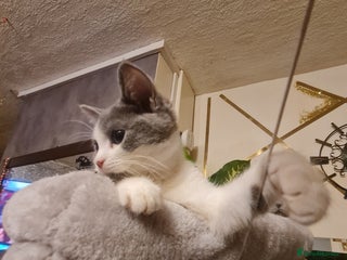 Mixed Breed cats Stunning kittens looking 4 new home - Advert 14