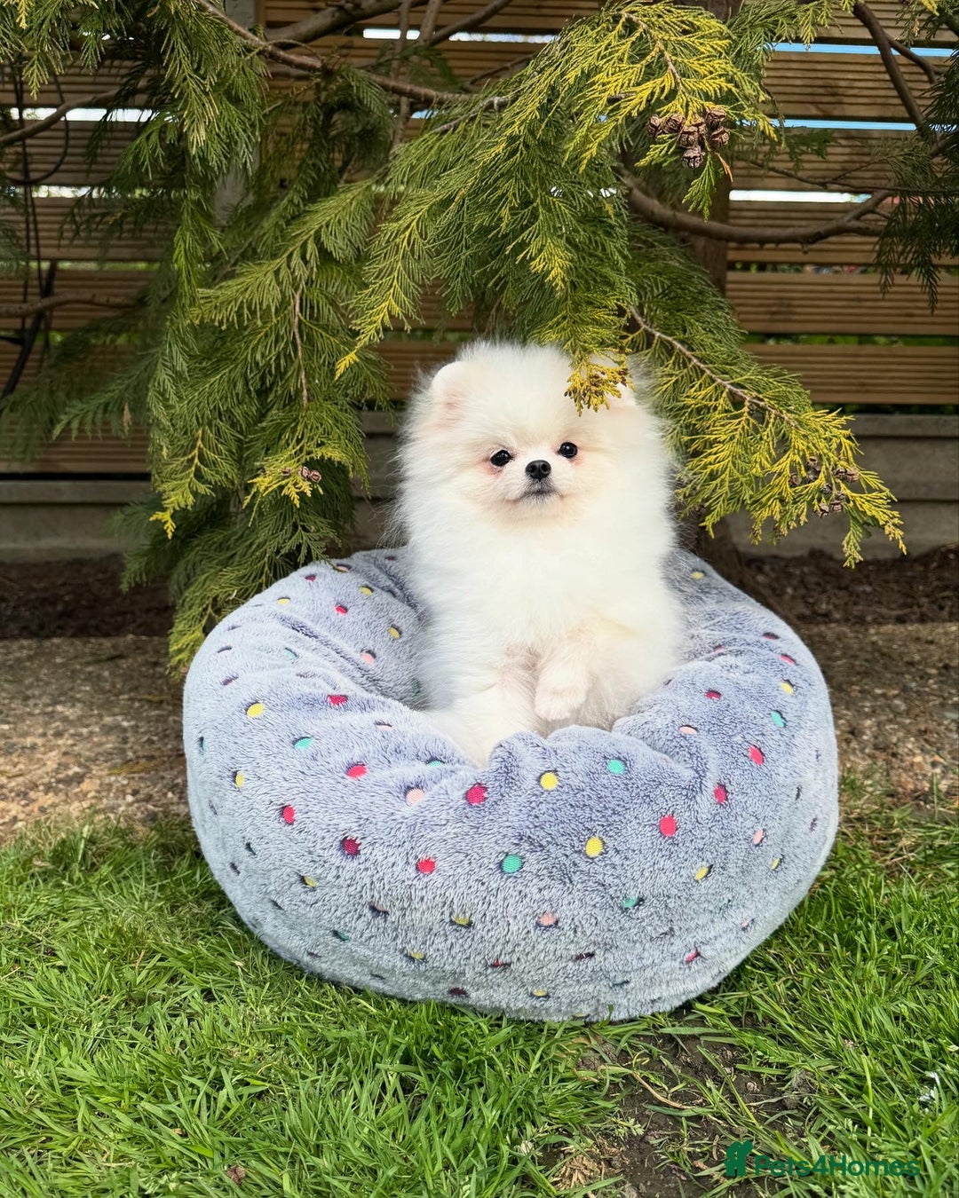 Pomeranian dogs for sale: Pomeranian Last Boy - Image 23