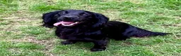 Cocker Spaniel dogs for sale: Female working cocker - Advert 8