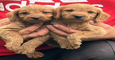 Labradoodle dogs - Advert 2