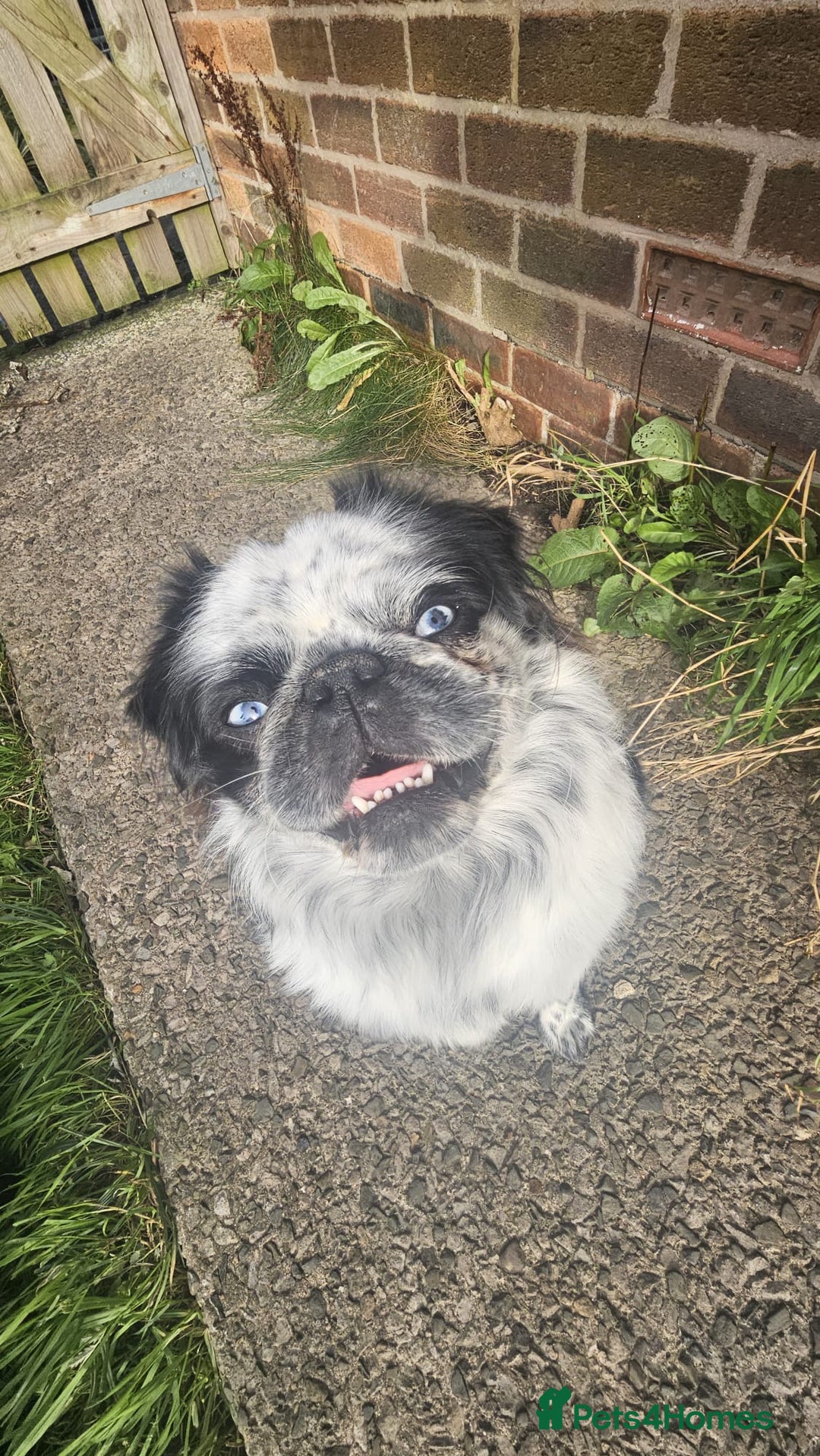 Pug dogs for stud: Gorgeous one of a kind full fluffy panda pug! - Advert 3