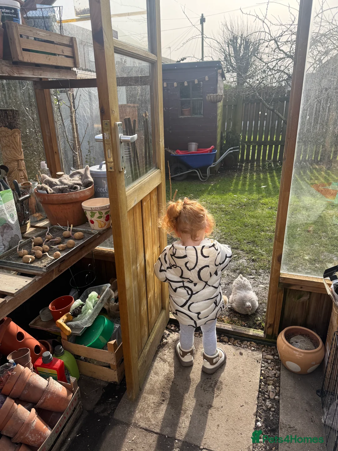 Chickens poultry for sale: Pekin bantam lavender  - Advert 15