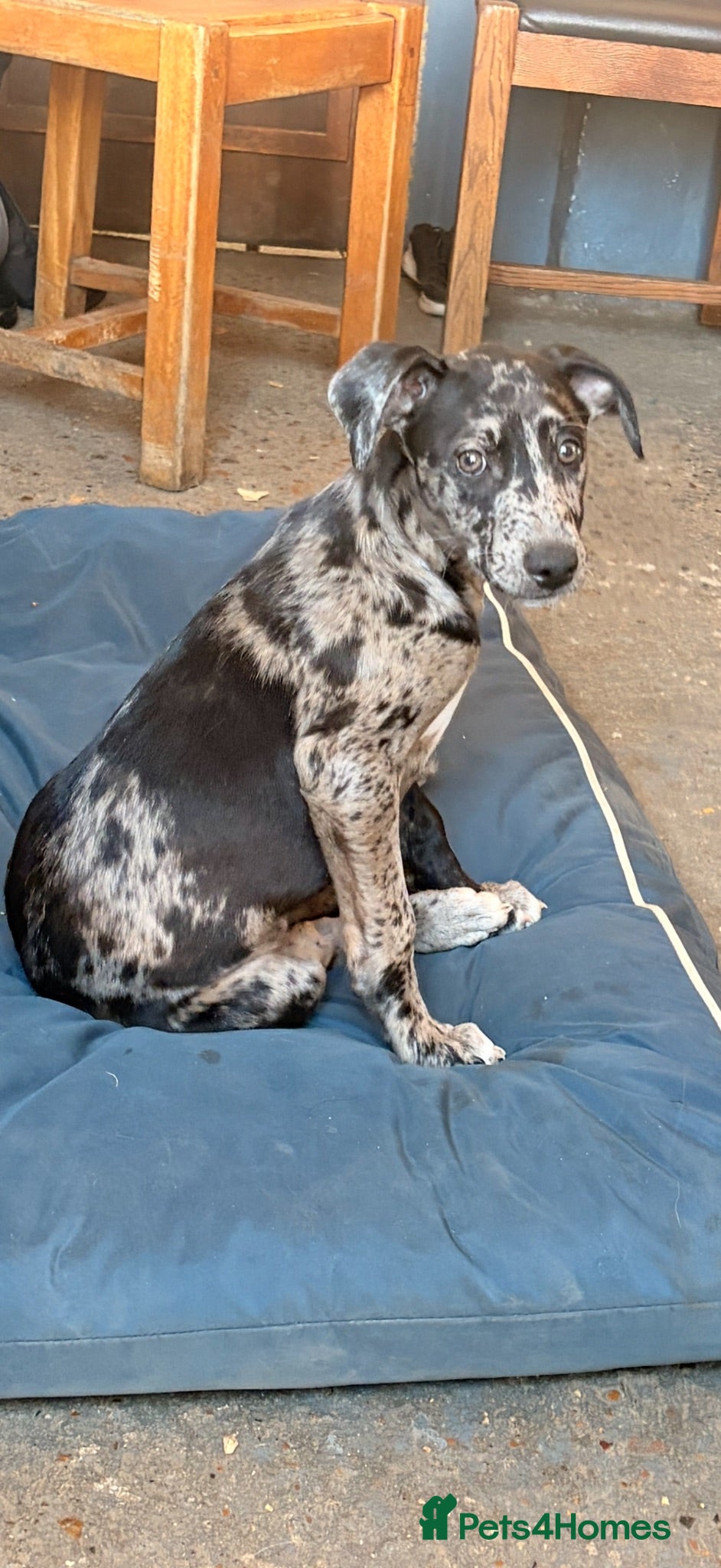 Mixed Breed dogs The most beautiful Merle Bedlington x whippets   - Advert 4