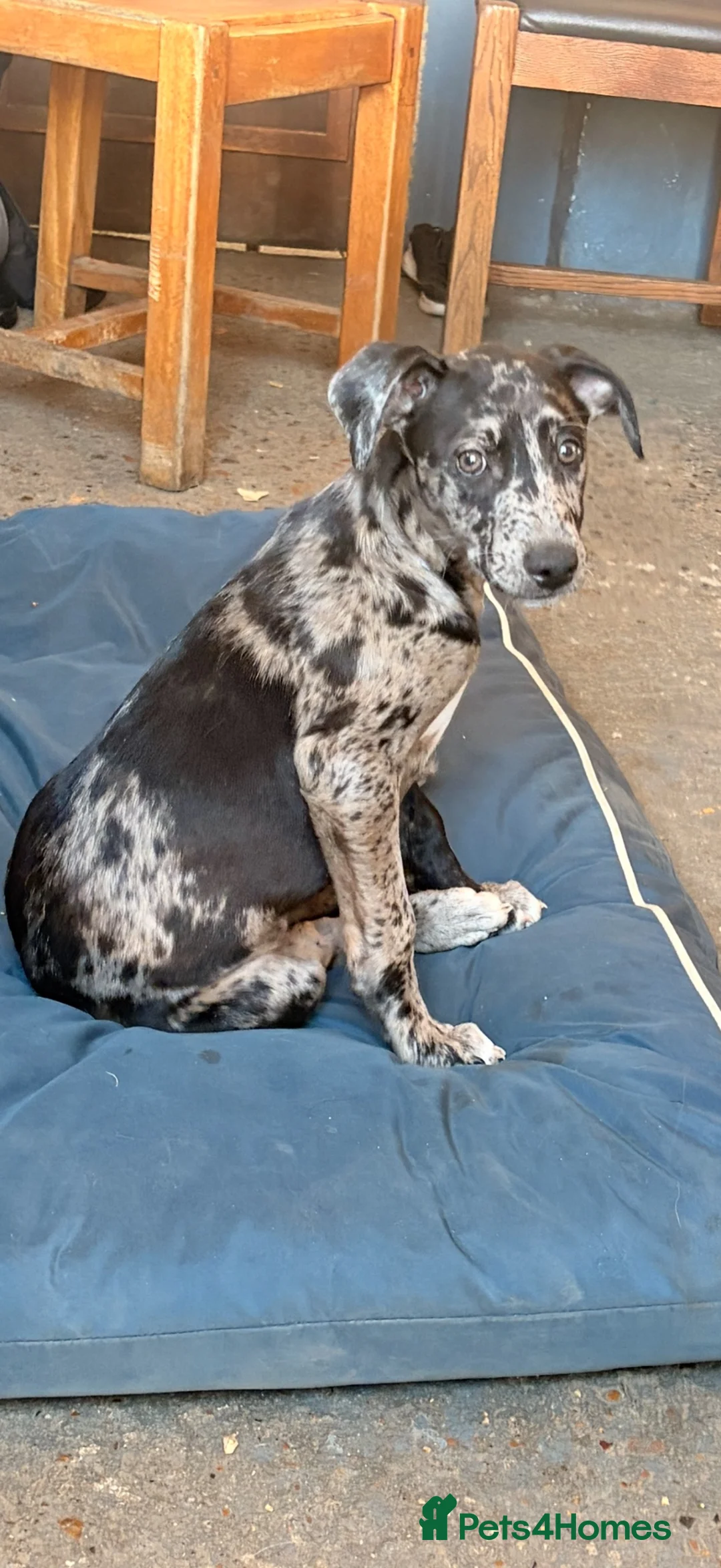 Mixed Breed dogs for sale: The most beautiful Merle Bedlington x whippets   - Advert 1