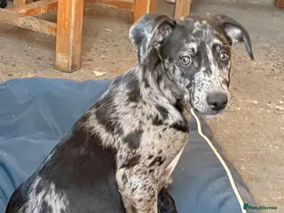 Mixed Breed dogs The most beautiful Merle Bedlington x whippets - Advert 4