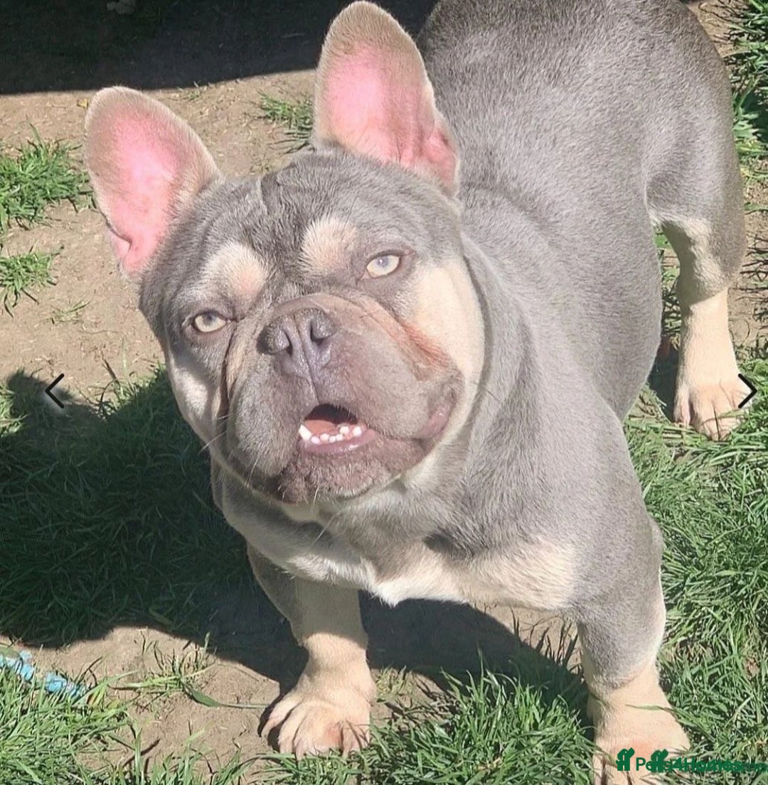 French Bulldog dogs for sale: Two Beautiful Girl French Bulldogs  - Image 20
