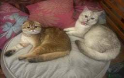 Scottish Fold cats for sale: Beautiful Scottish fold baby’s  in Reading - Image 13