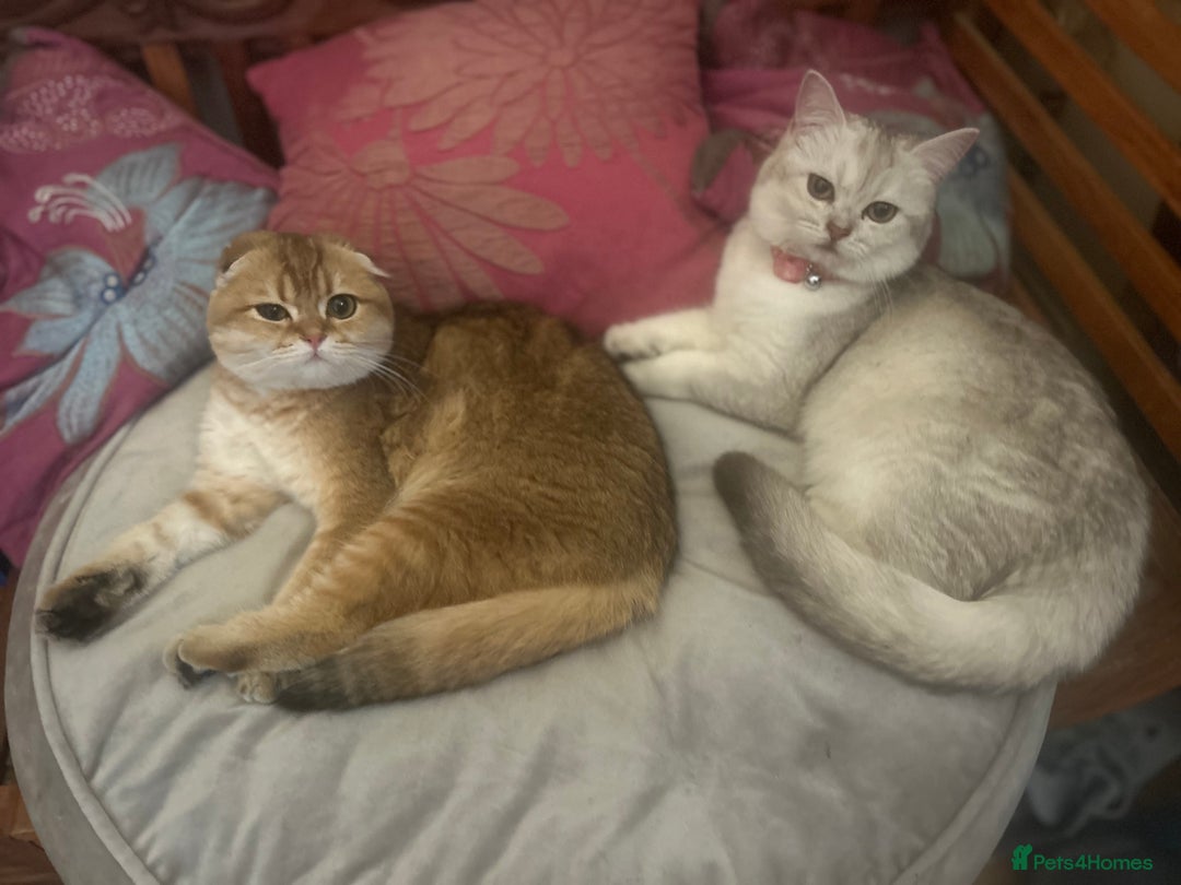 Scottish Fold cats for sale: Beautiful Scottish fold baby’s  in Reading - Image 13