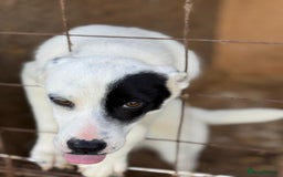 Mixed Breed dogs for adoption: LUCY - a Superb young Girl for a Loving Home - Image 5