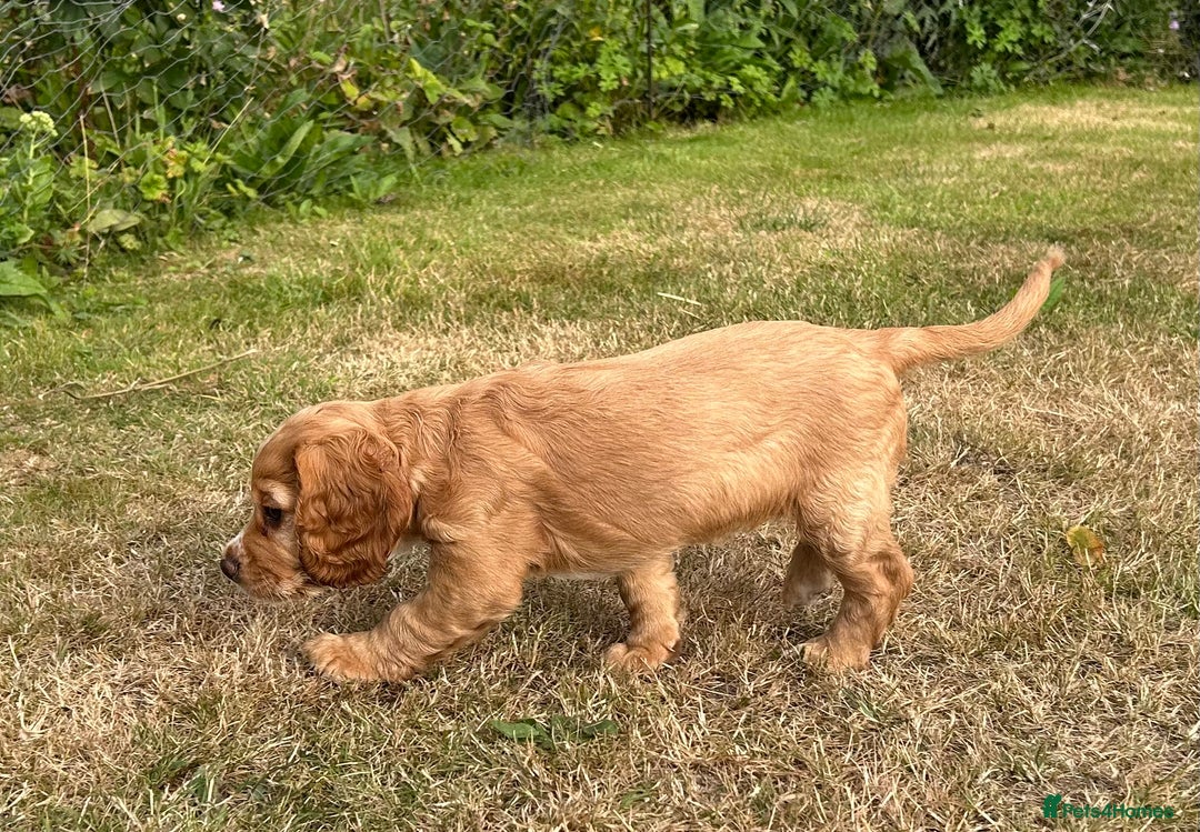 Cocker Spaniel dogs for sale: Working Cocker ( + bit of show and clumber) - Image 11