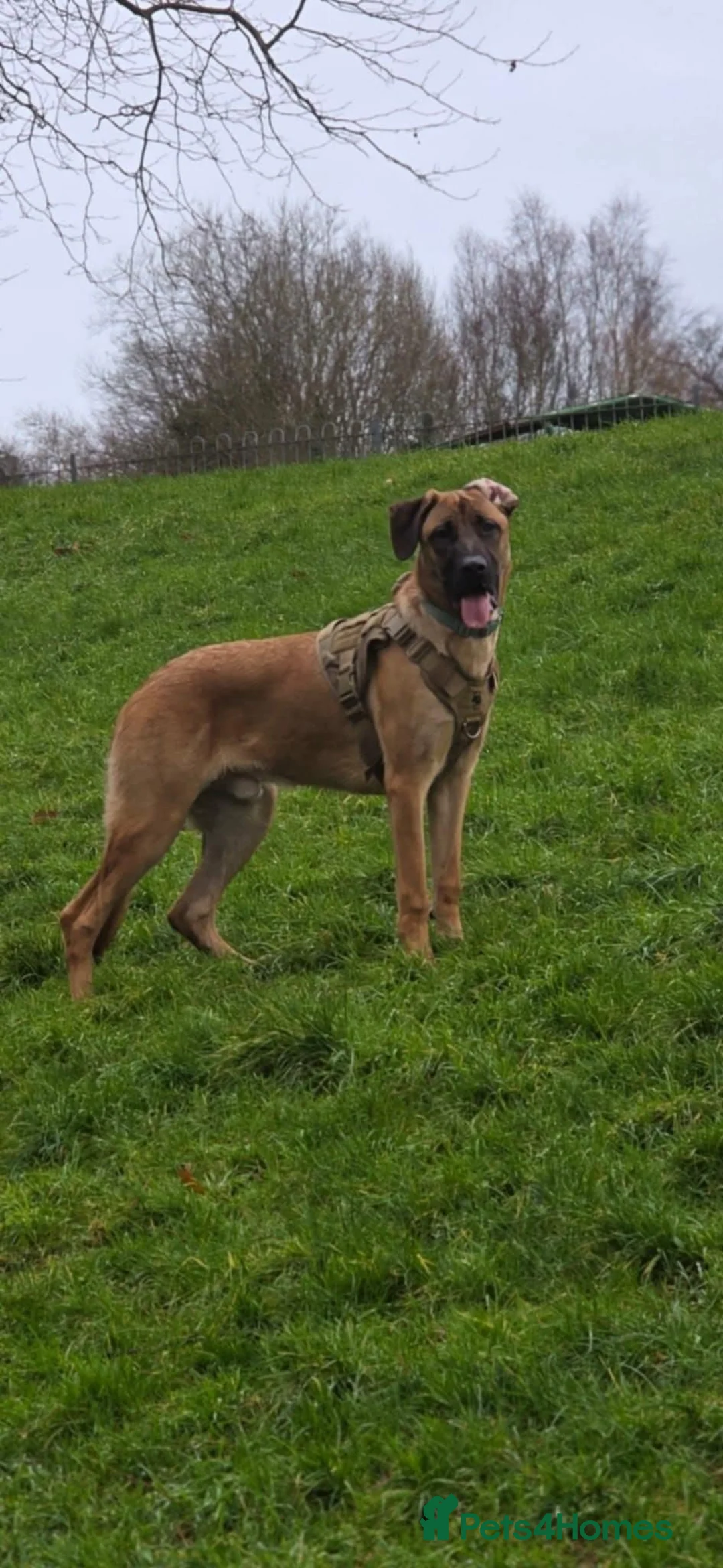 Mixed Breed dogs for sale: German Shepherd x Cane corso puppies  - Advert 10